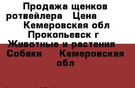 Продажа щенков ротвейлера › Цена ­ 12 000 - Кемеровская обл., Прокопьевск г. Животные и растения » Собаки   . Кемеровская обл.